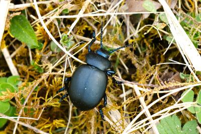 <i>Timarcha tenebricosa</i>