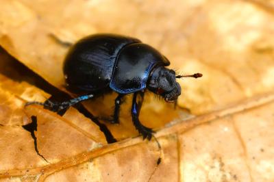 <i>Anoplotrupes stercorosus</i>