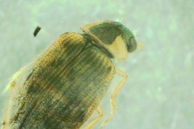 <i>Berosus affinis</i>