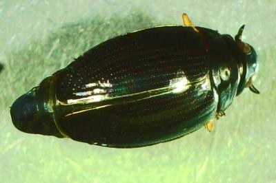 <i>Gyrinus</i>