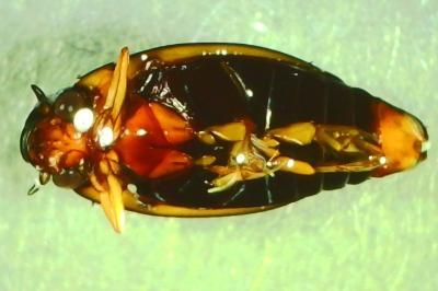 <i>Gyrinus</i>