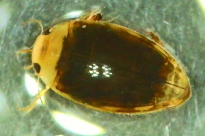 <i>Laccophilus</i>