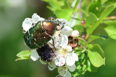 <i>Cetonia aurata</i>