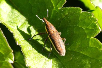 <i>Lixus</i>