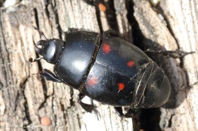 <i>Hister quadrimaculatus</i>
