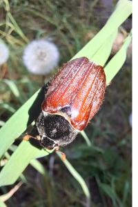 <i>Melolontha melolontha</i>