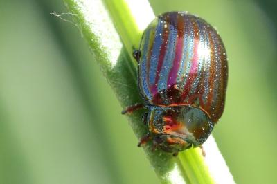 <i>Chrysolina americana</i>