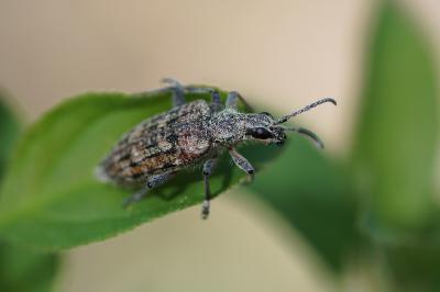 <i>Rhagium inquisitor</i>