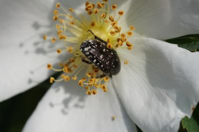 <i>Oxythyrea funesta</i>