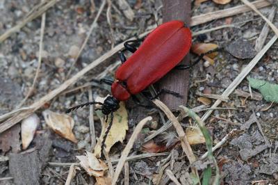 <i>Pyrochroa coccinea</i>