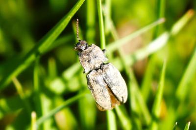 <i>Agrypnus murinus</i>