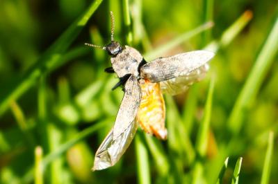 <i>Agrypnus murinus</i>