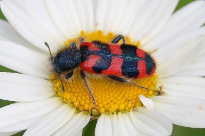 <i>Trichodes alvearius</i>