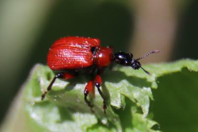 <i>Apoderus coryli</i>