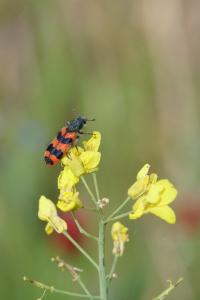 <i>Trichodes alvearius</i>
