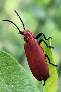 <i>Pyrochroa serraticornis</i>