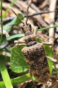 <i>Rhagium sycophanta</i>