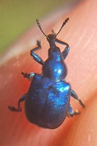 <i>Byctiscus betulae</i>