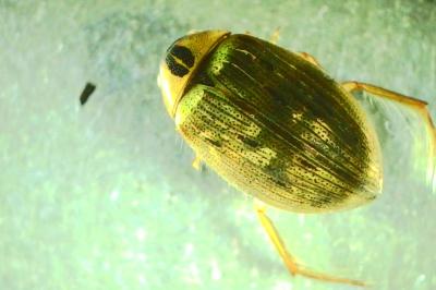 <i>Berosus signaticollis</i>