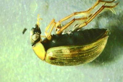 <i>Berosus signaticollis</i>