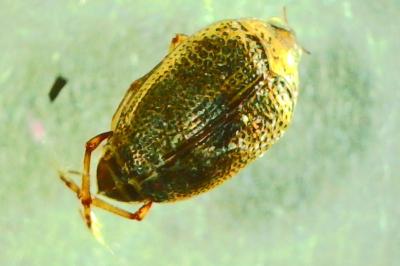 <i>Peltodytes caesus</i>