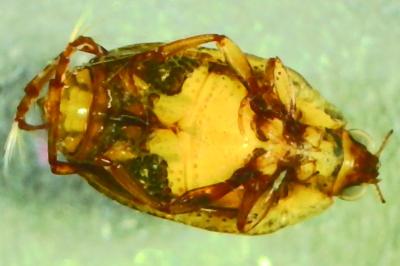 <i>Peltodytes caesus</i>