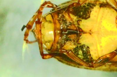 <i>Peltodytes caesus</i>