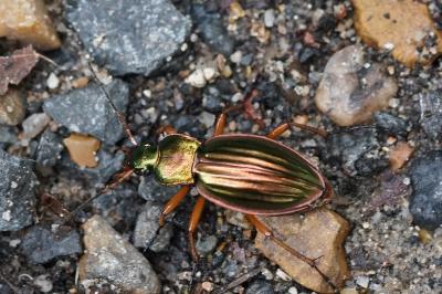 <i>Carabus auratus</i>