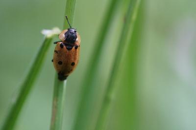 <i>Dendroxena quadrimaculata</i>