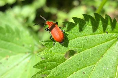 <i>Pyrochroa serraticornis</i>