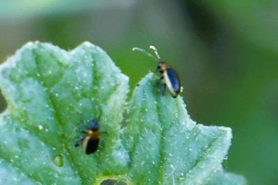 <i>Longitarsus dorsalis</i>