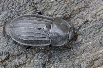 <i>Silpha tristis</i>