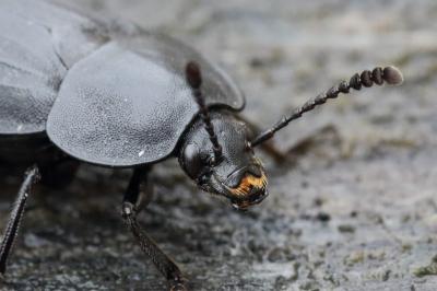 <i>Silpha tristis</i>