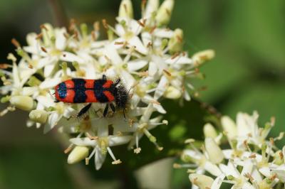 <i>Trichodes alvearius</i>