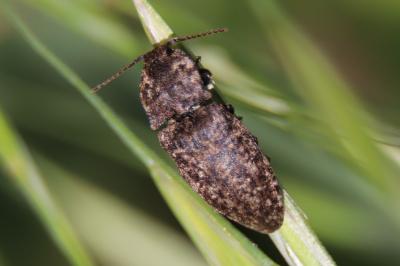 <i>Agrypnus murinus</i>