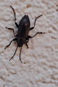<i>Stenomax aeneus</i>