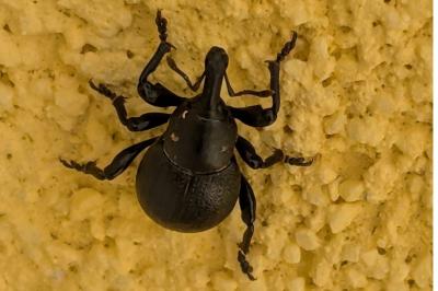 <i>Liparus coronatus</i>