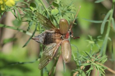 <i>Melolontha hippocastani</i>