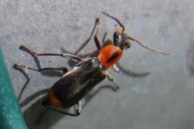 <i>Attalus minimus</i>
