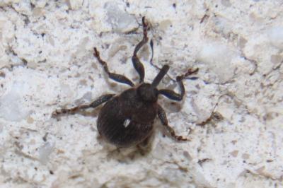 <i>Mononychus punctumalbum</i>