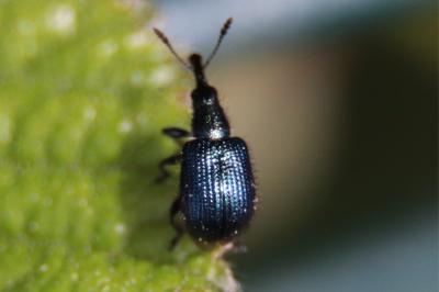 <i>Neocoenorrhinus</i>