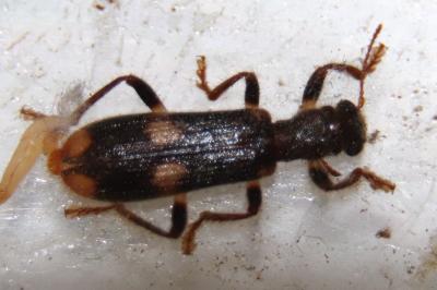 <i>Opilo mollis</i>