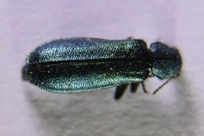 <i>Psilothrix viridicoerulea</i>