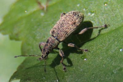 <i>Polydrusus cervinus</i>