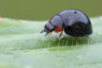 <i>Parexochomus nigromaculatus</i>