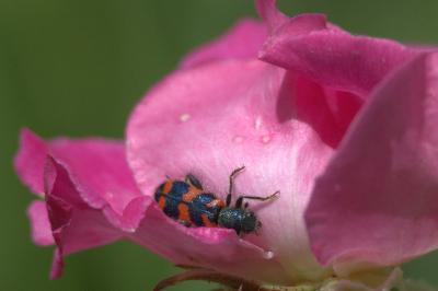 <i>Trichodes alvearius</i>