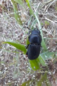 <i>Dorcus parallelipipedus</i>