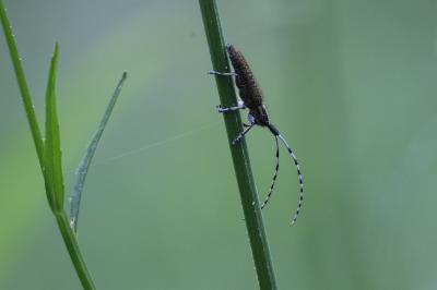 <i>Agapanthia villosoviridescens</i>