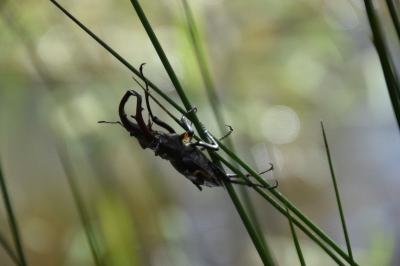 <i>Lucanus cervus</i>