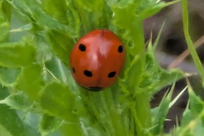 <i>Coccinella septempunctata</i>